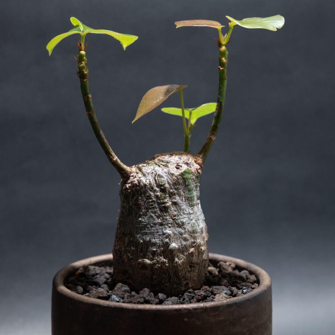 プセウドボンバックスエリプティクム