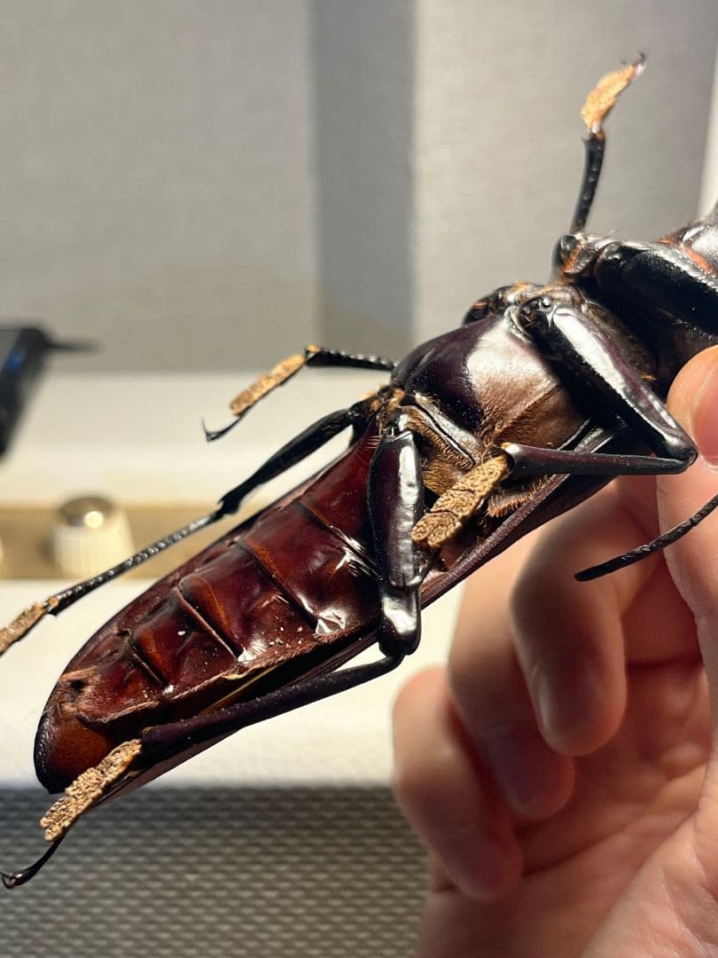 【131mm】タイタンオオウスバカミキリ カブトムシクワガタハナムグリ標本