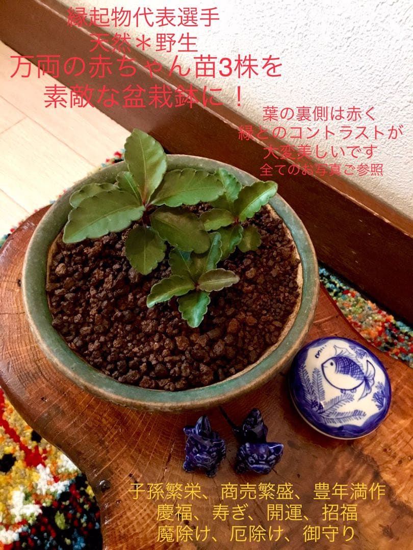 縁起物＊縁起木【万両の赤ちゃん苗3株を素敵な盆栽鉢に！】東京檜原村産＊完全無農薬