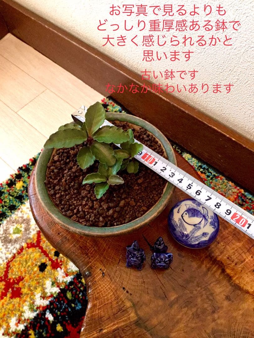 縁起物＊縁起木【万両の赤ちゃん苗3株を素敵な盆栽鉢に！】東京檜原村産＊完全無農薬