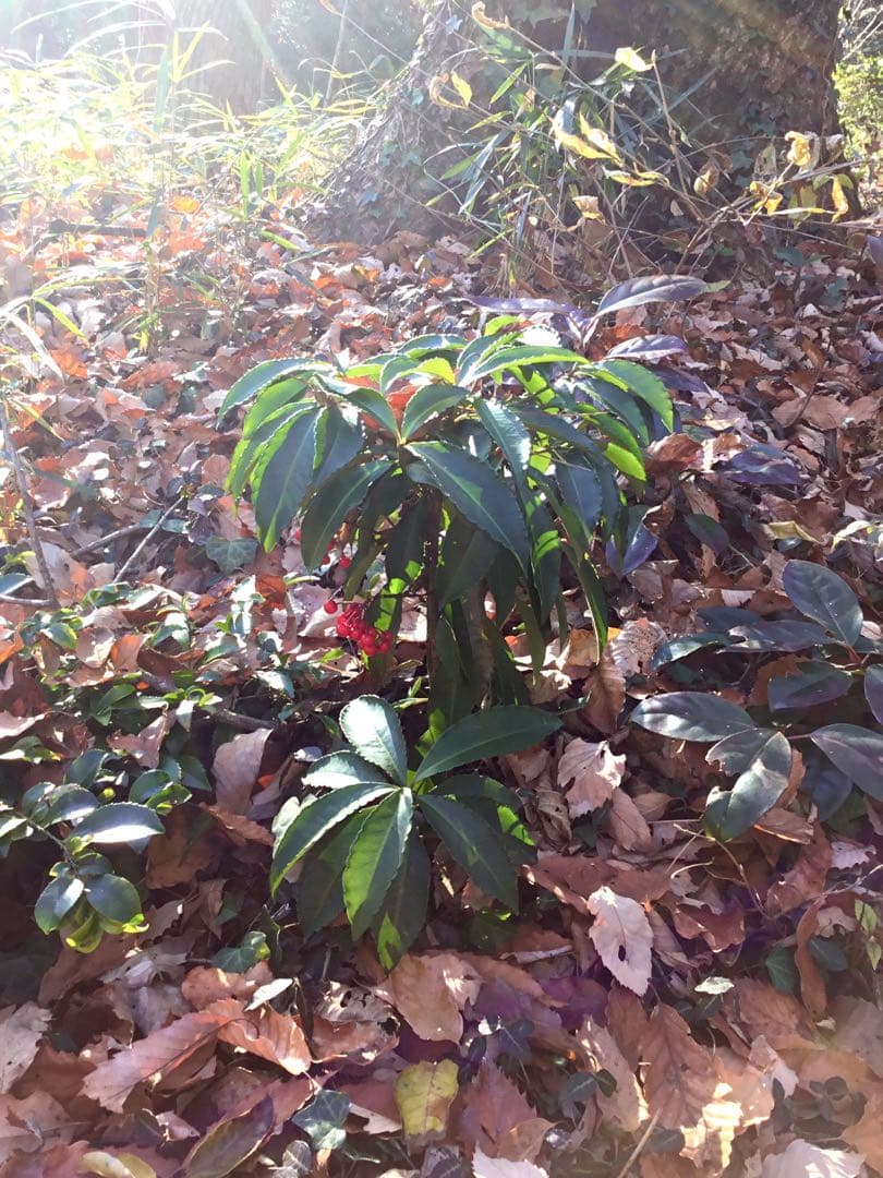 縁起物＊縁起木【万両の赤ちゃん苗3株を素敵な盆栽鉢に！】東京檜原村産＊完全無農薬