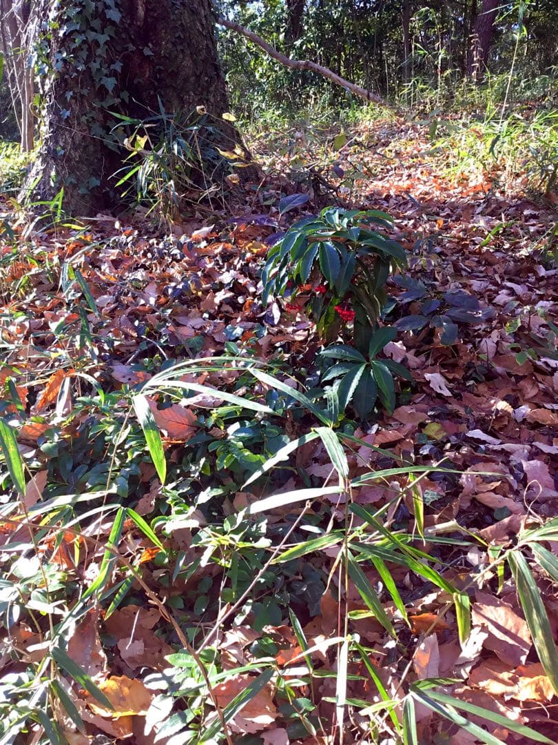 縁起物＊縁起木【万両の赤ちゃん苗3株を素敵な盆栽鉢に！】東京檜原村産＊完全無農薬