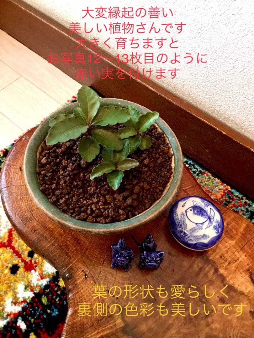 縁起物＊縁起木【万両の赤ちゃん苗3株を素敵な盆栽鉢に！】東京檜原村産＊完全無農薬