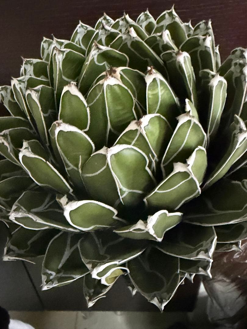 耐寒性アガベ ダルマ笹の雪　濃白大株◇ボール多肉サボテン　ドライガーデン　ユッカ