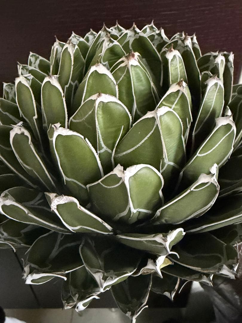 耐寒性アガベ ダルマ笹の雪　濃白大株◇ボール多肉サボテン　ドライガーデン　ユッカ