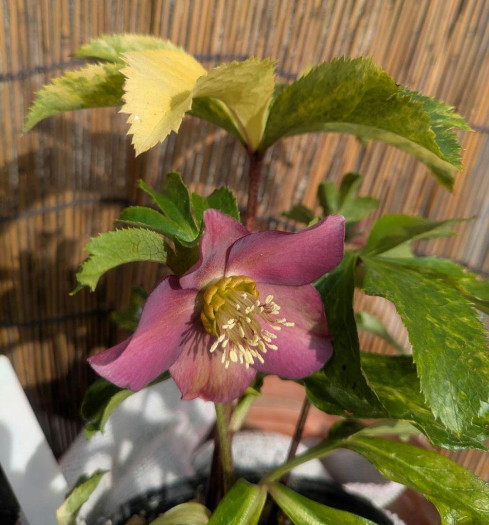 クリスマスローズ　斑入り　シングルパープル　No.266