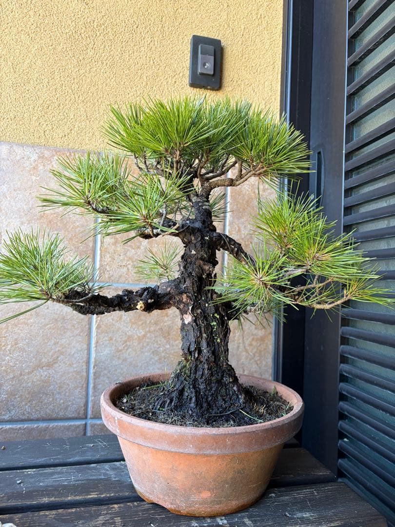 黒松盆栽　岩石性　古樹