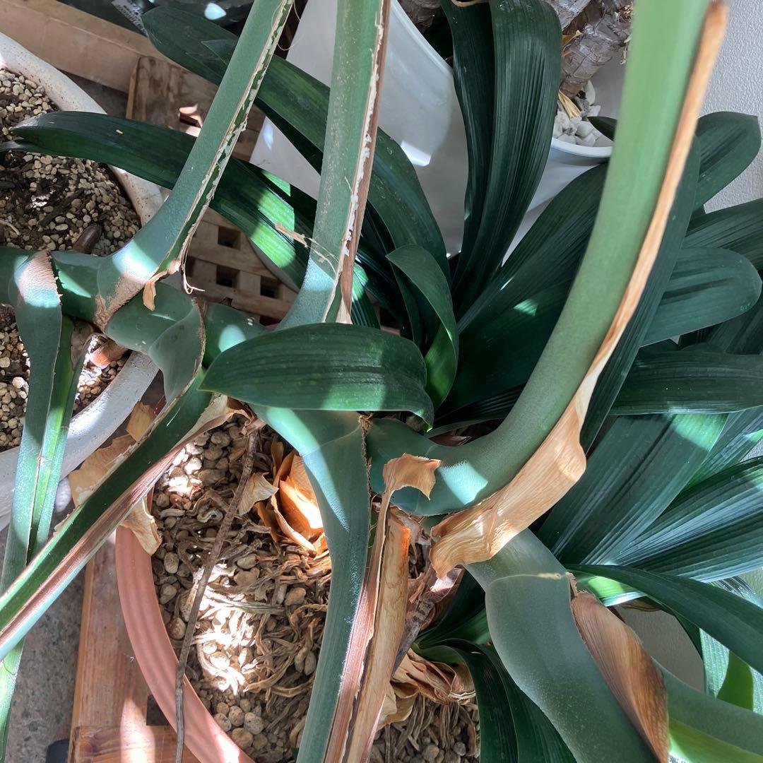 R★新潟市北区引き取り　③モンステラ　特大　高さ117 横幅160