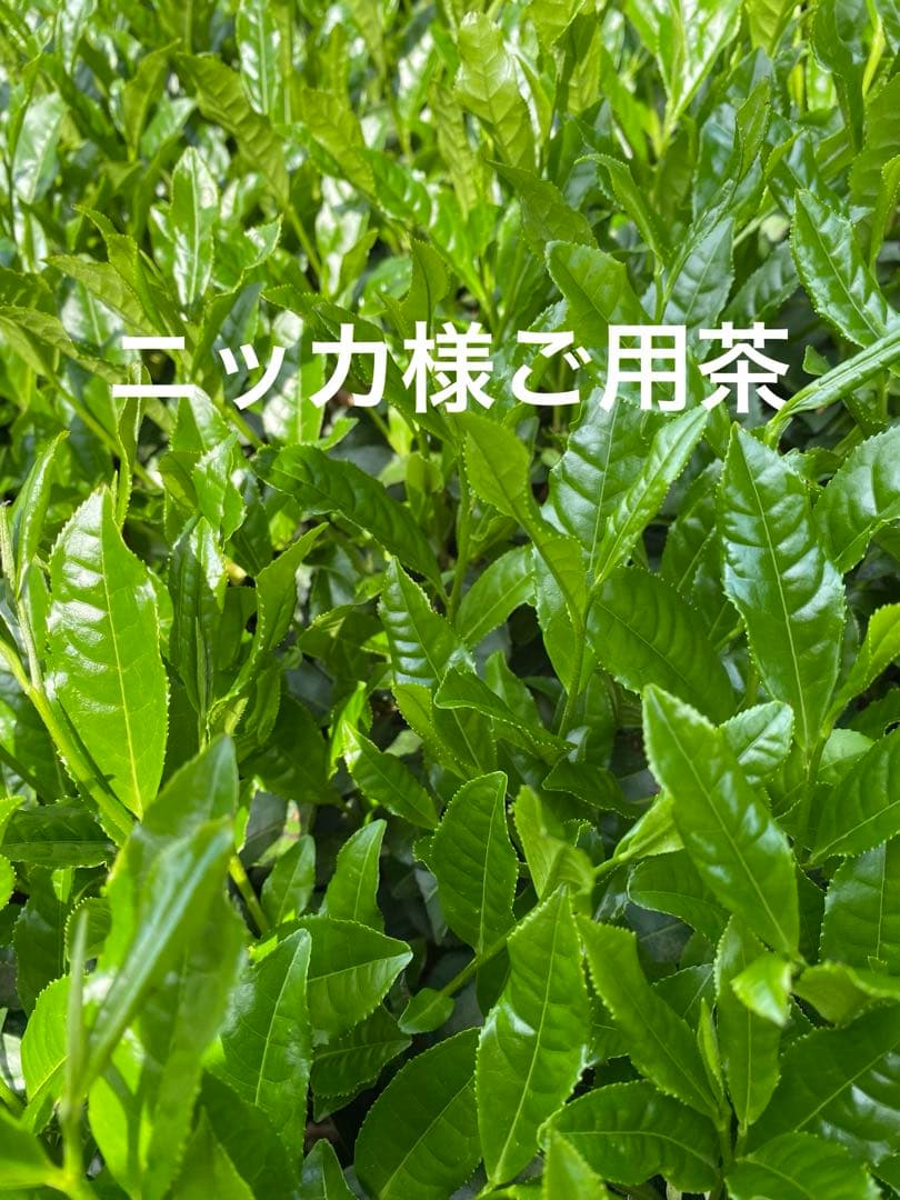 ゴクゴク飲めるうれしの新茶