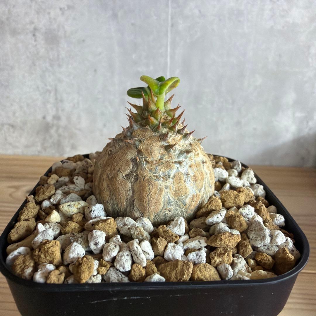 5パキポディウムウィンゾリー 国内実生株