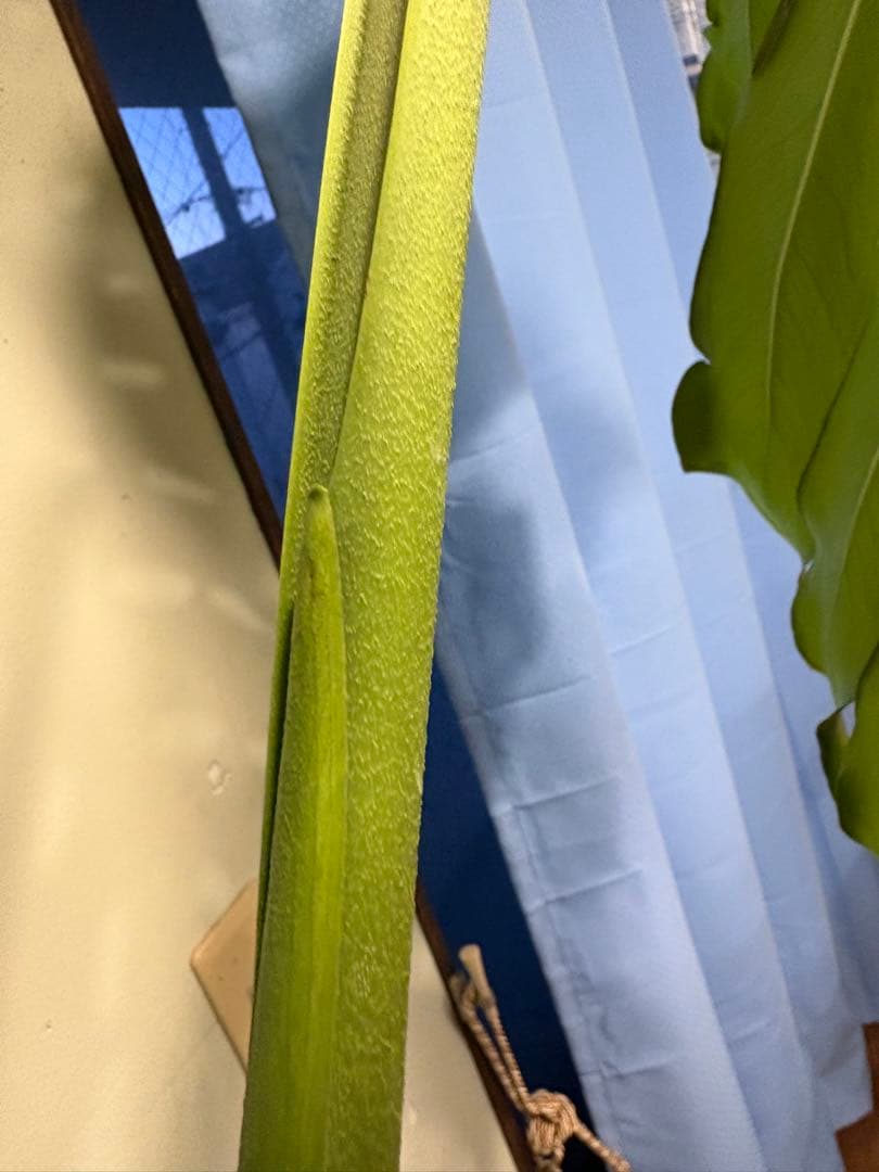 [値段下げ］モンステラマクロコソムカット苗 葉長70cm 水耕管理中