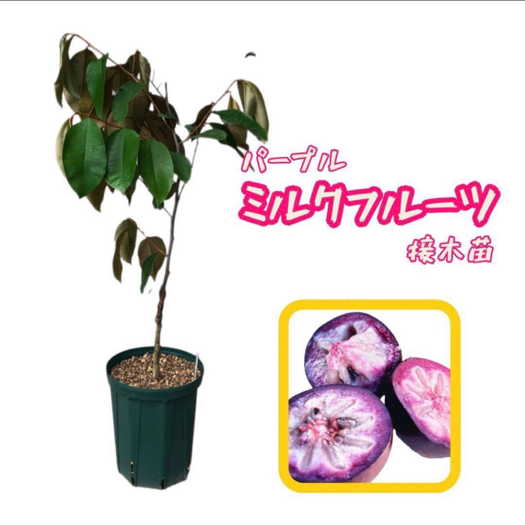 希少！ミルクフルーツ パープル 接木苗 紫 スターアップル 水晶柿