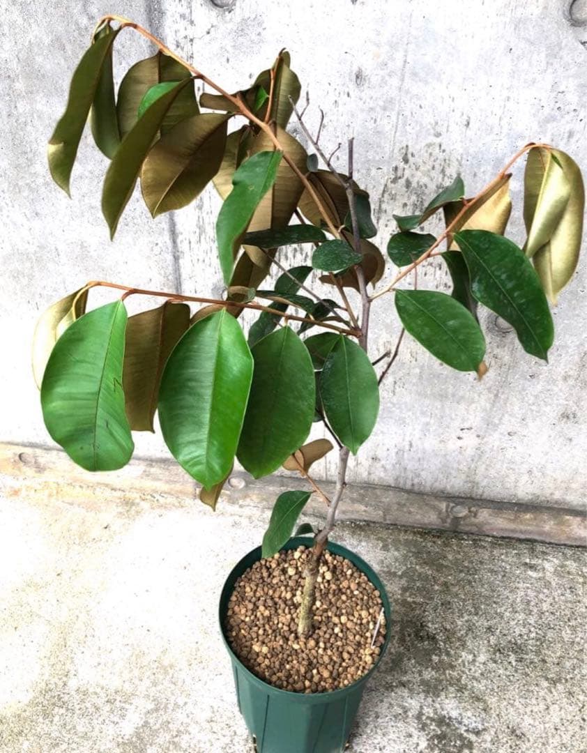 希少！ミルクフルーツ パープル 接木苗 紫 スターアップル 水晶柿