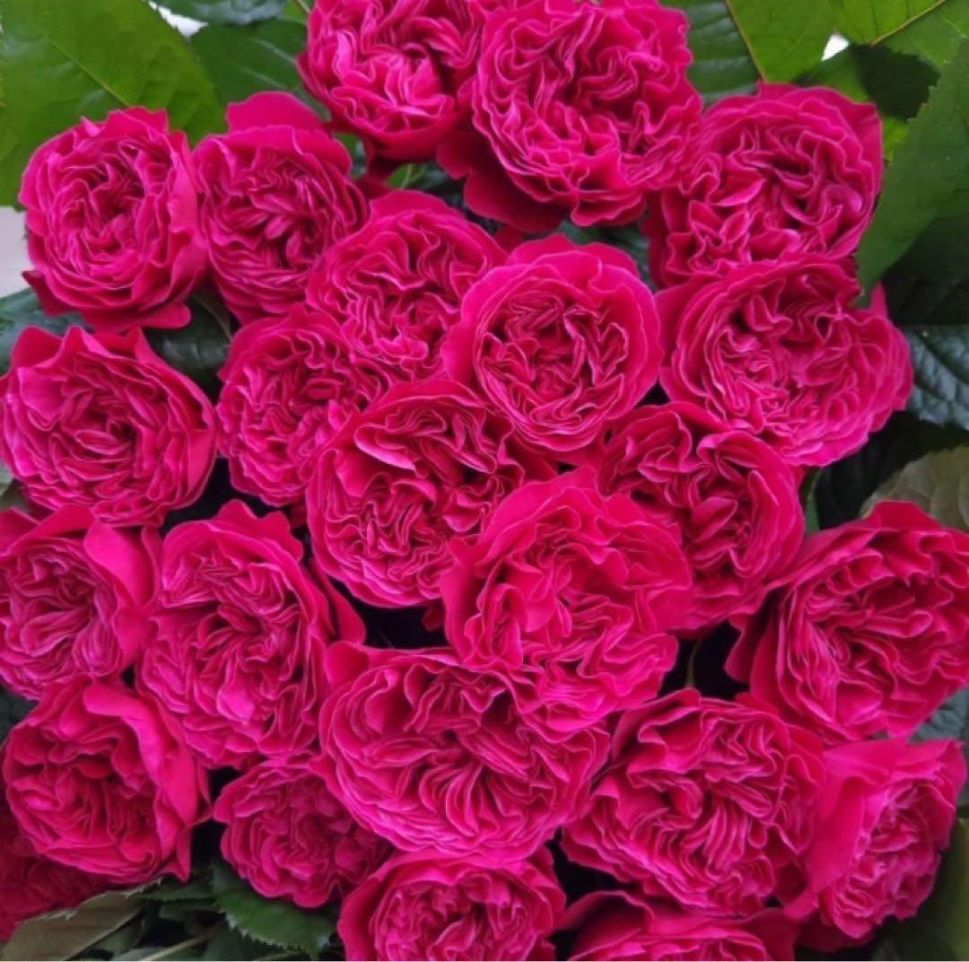 バラ苗　切りバラ苗　 P♡nk'n P♡tty Rose 苗