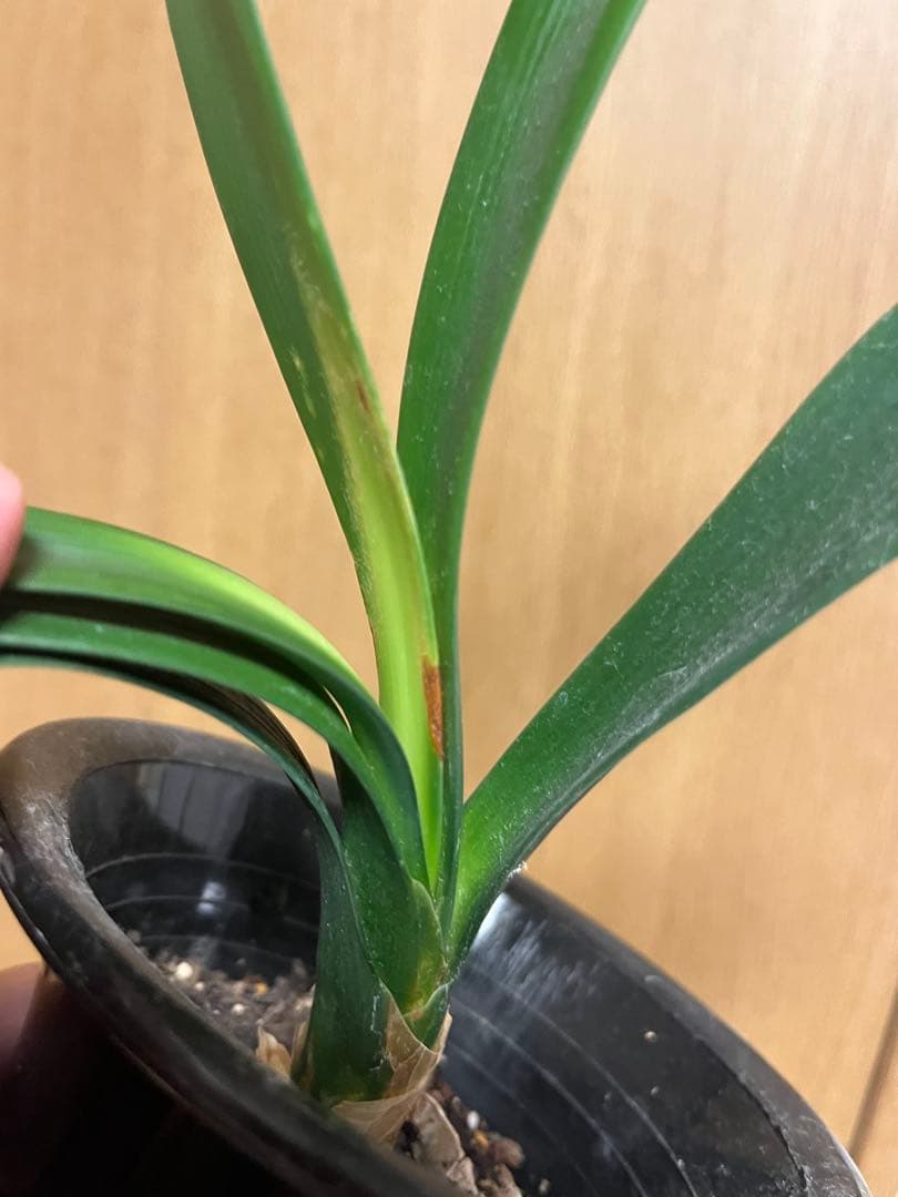 君子蘭　緑花　実生苗