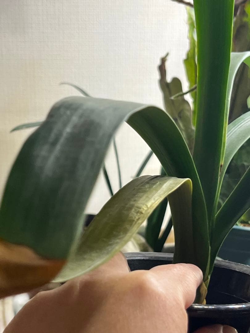 君子蘭　緑花　実生苗