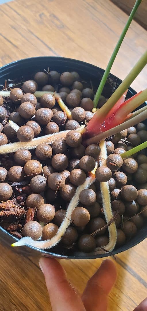 好評ぐんぐん玉「特別枠」1㎏業務用増量タイプ通常15,000円→10,000円