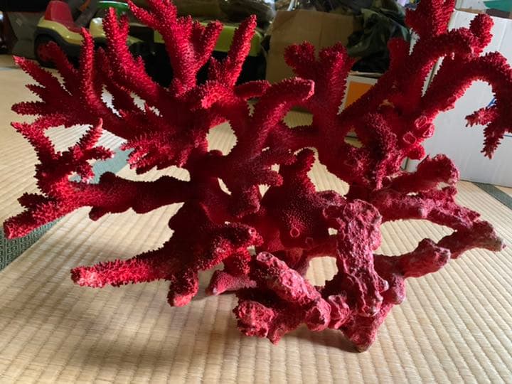 珊瑚礁　赤色珊瑚　イソバナ珊瑚　インテリア　宝石珊瑚