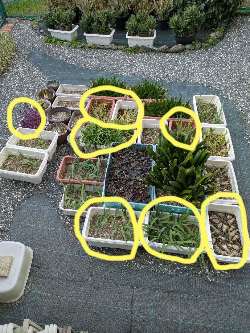 腰を痛め育てられない為、庭を全て整理中!!(こちらからお好きな物をお選び下さい)