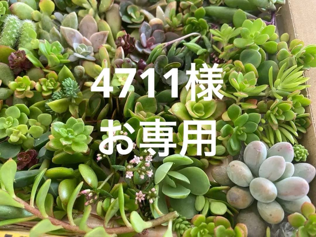 4711様【お専用】多肉植物 カット苗 寄植え エケベリア セダムミックス苗