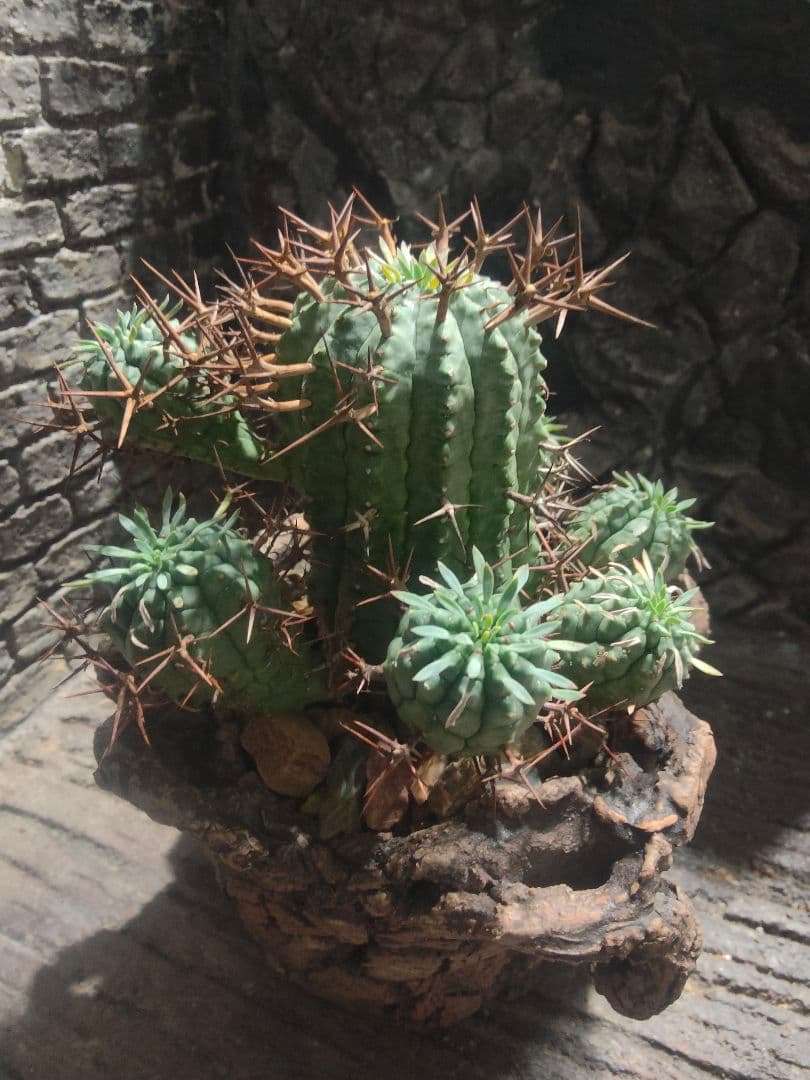 ユーフォルビア　大星群星冠　群生株　鉢付き　オス株