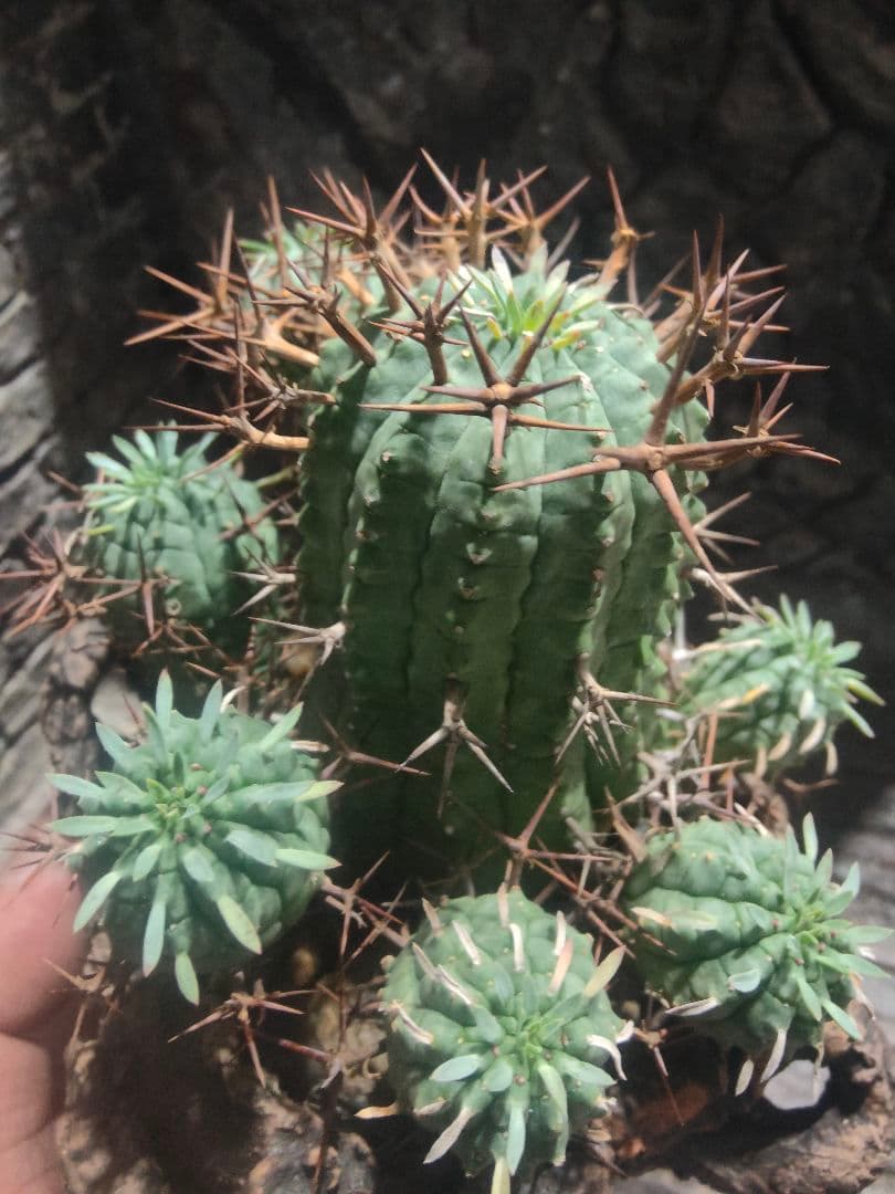 ユーフォルビア　大星群星冠　群生株　鉢付き　オス株