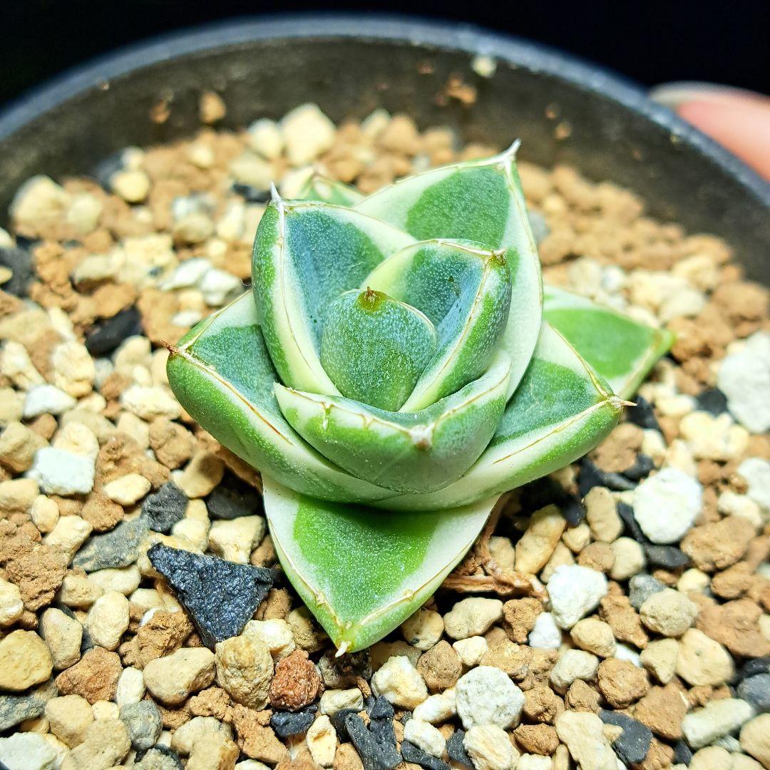 ★育成株★　王妃笹の雪A型　白覆輪　ピンキー　アガベ②