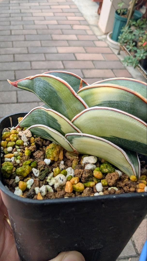 サンセベリア ロリダ ホワイトバエリゲイテット