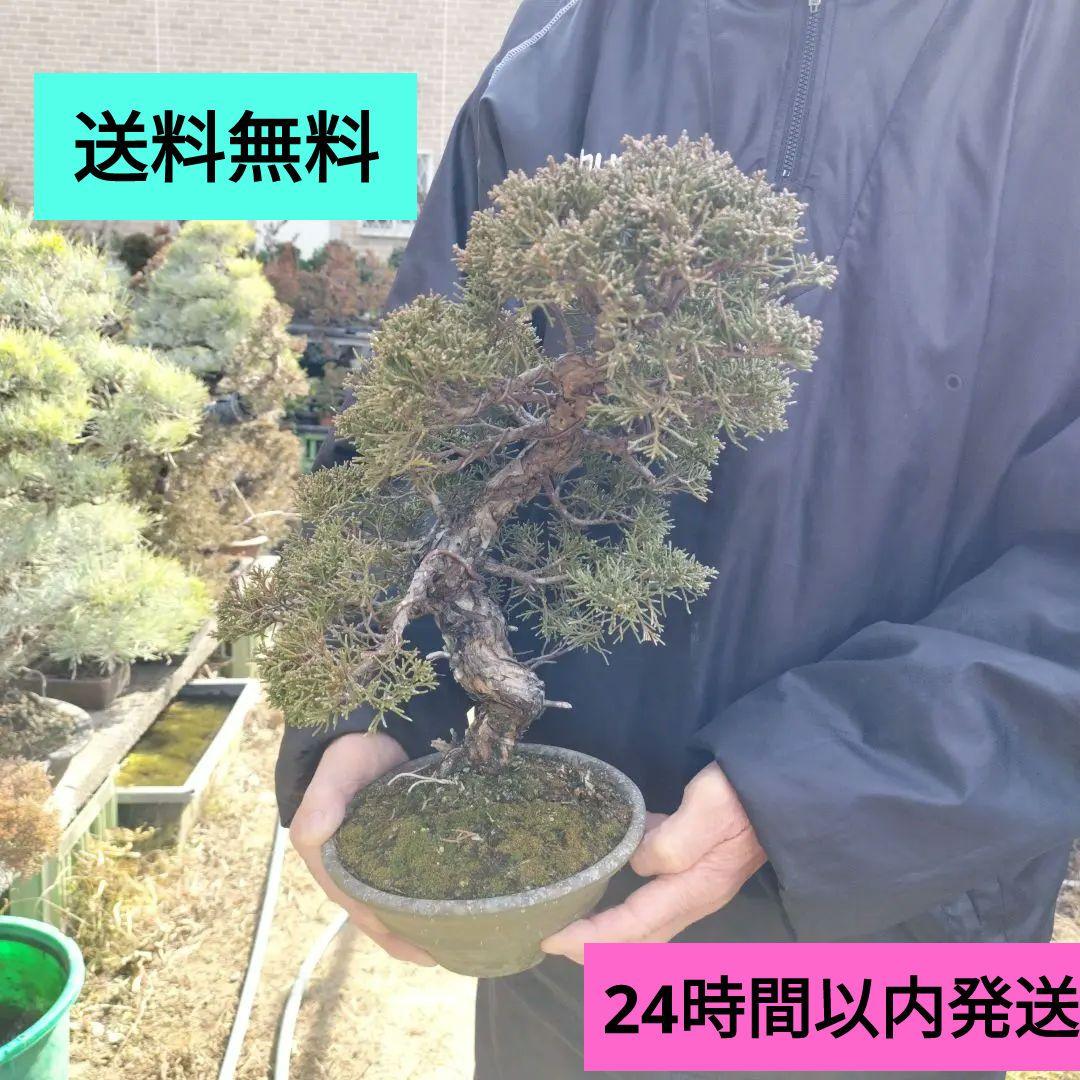鉢ごと発送　盆栽　インテリア　　　bonsai　糸魚川真柏　真柏盆栽