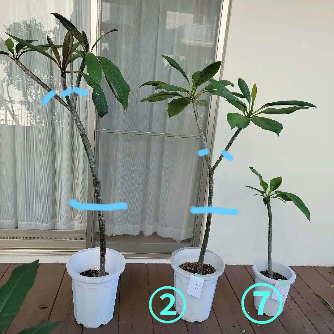 プルメリア実生苗(接木用)