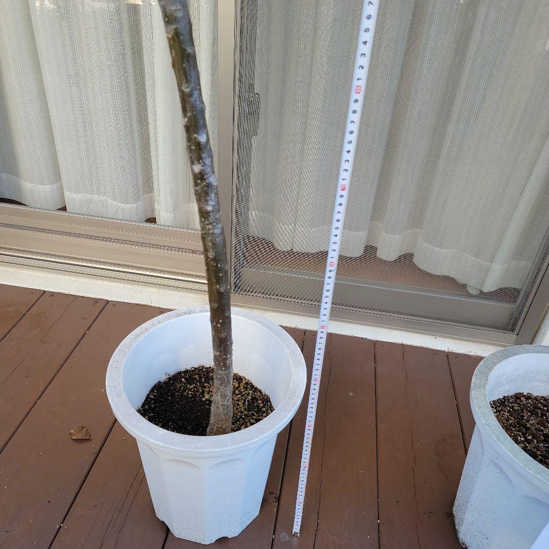 プルメリア実生苗(接木用)