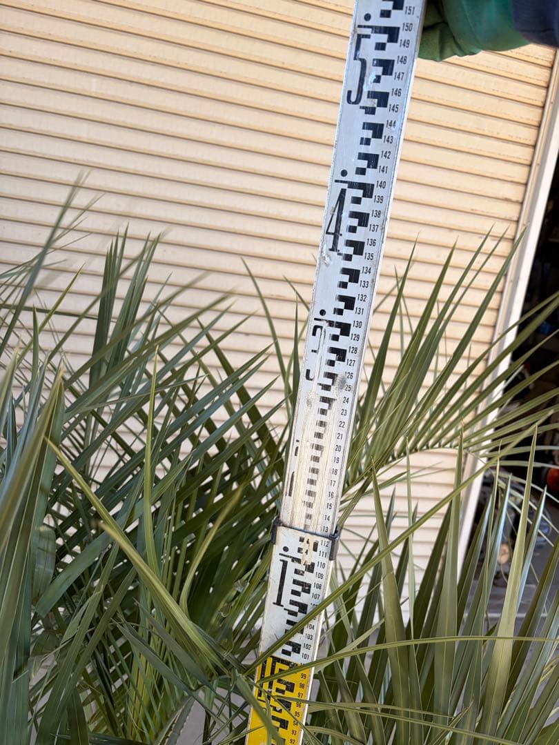 ココスヤシ　根鉢上から130cm