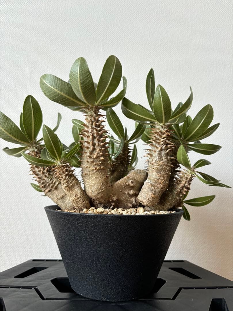 ホロンベンセ　現地球