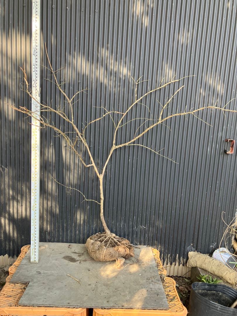 山採り　ニシキギ