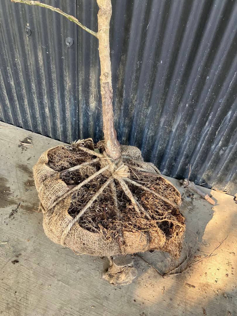 山採り　ニシキギ