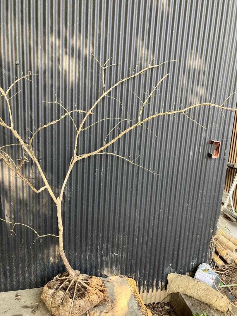 山採り　ニシキギ