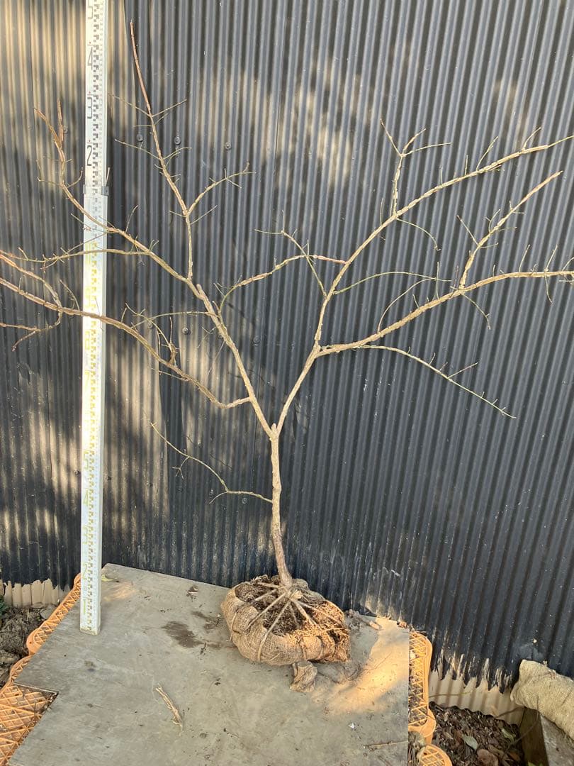 山採り　ニシキギ