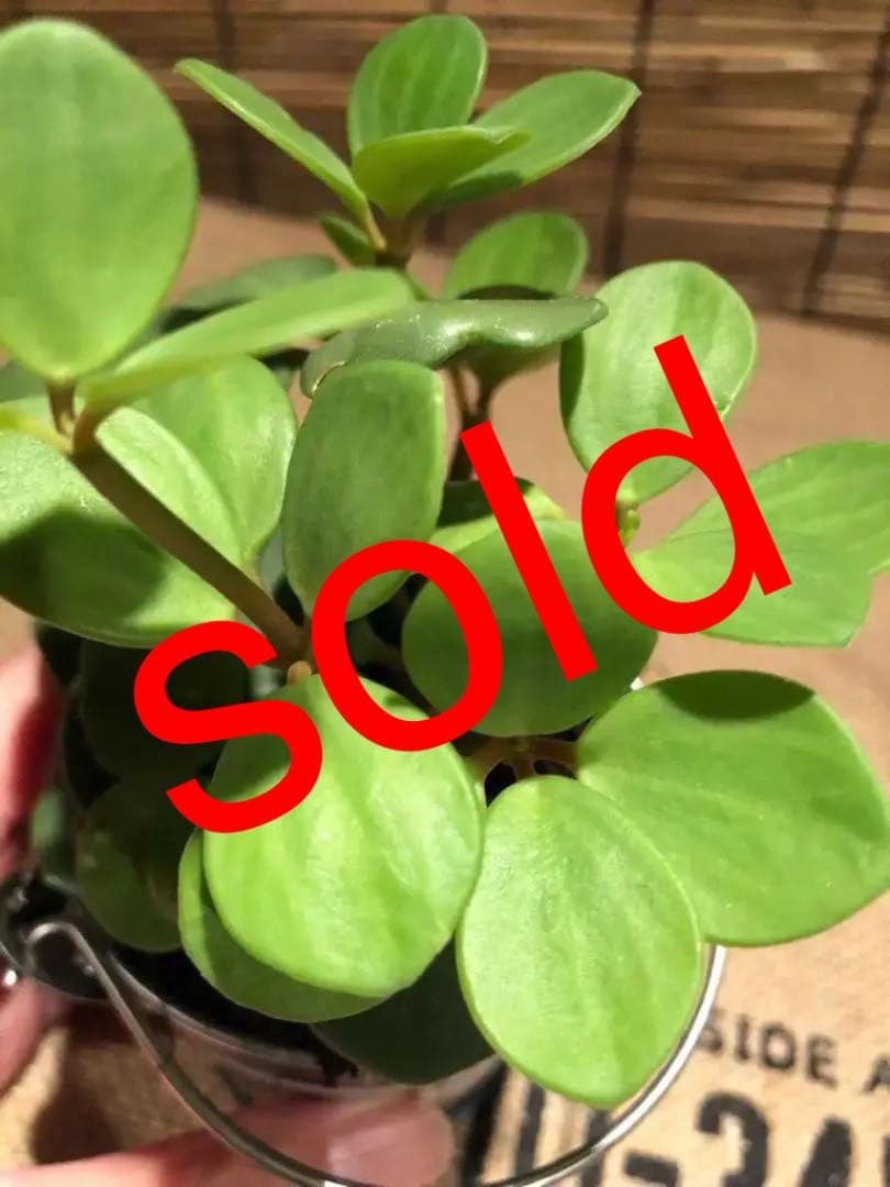 観葉植物 ぺぺロミア ホープ♡
