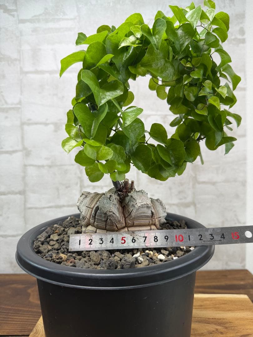 亀甲竜　実生　大株