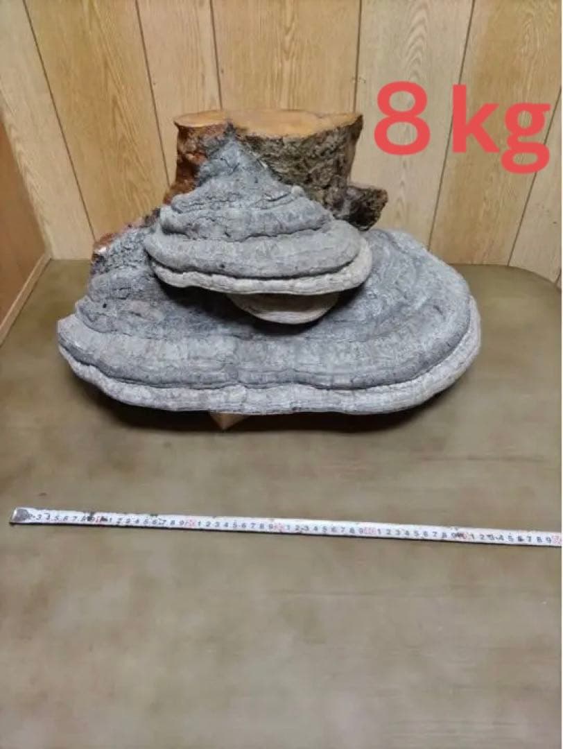 サルノコシカケ　骨董品