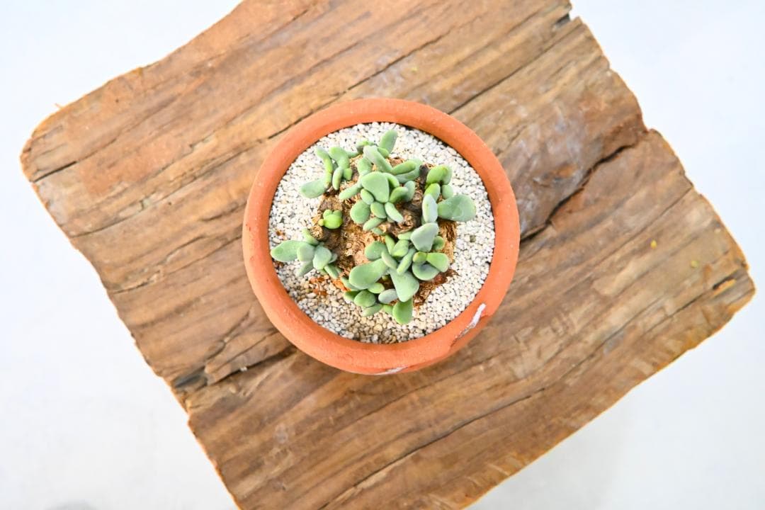 Ceraria pygmaea ケラリア ピグマエア　　発根済み　3