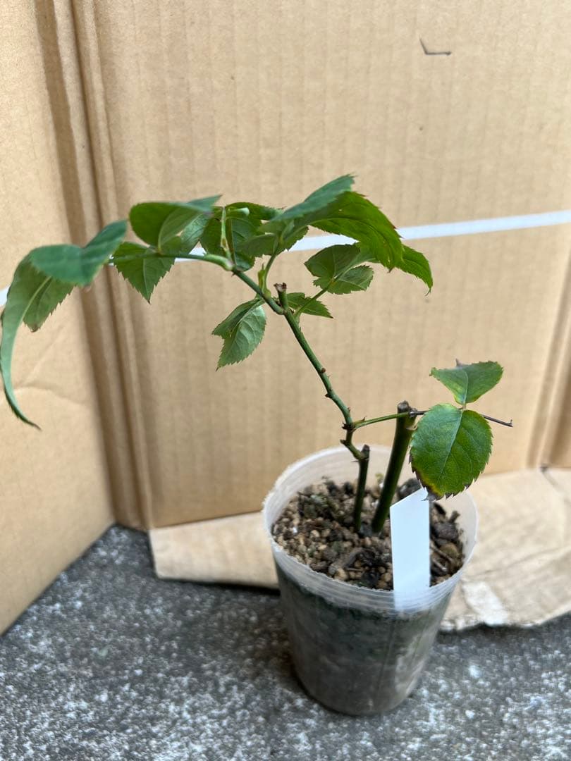 「Quynh Truong」 切り花品種バラ苗　レアバラ