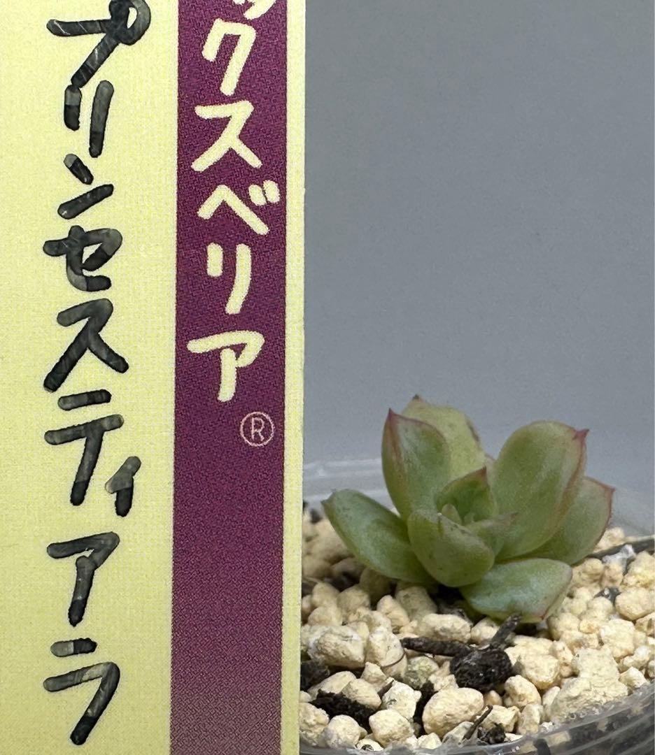 ❤️確認用❤️ミックスベリア❤️プリンセスティアラ❤️抜き苗♪札なし✨メルカリ便✨