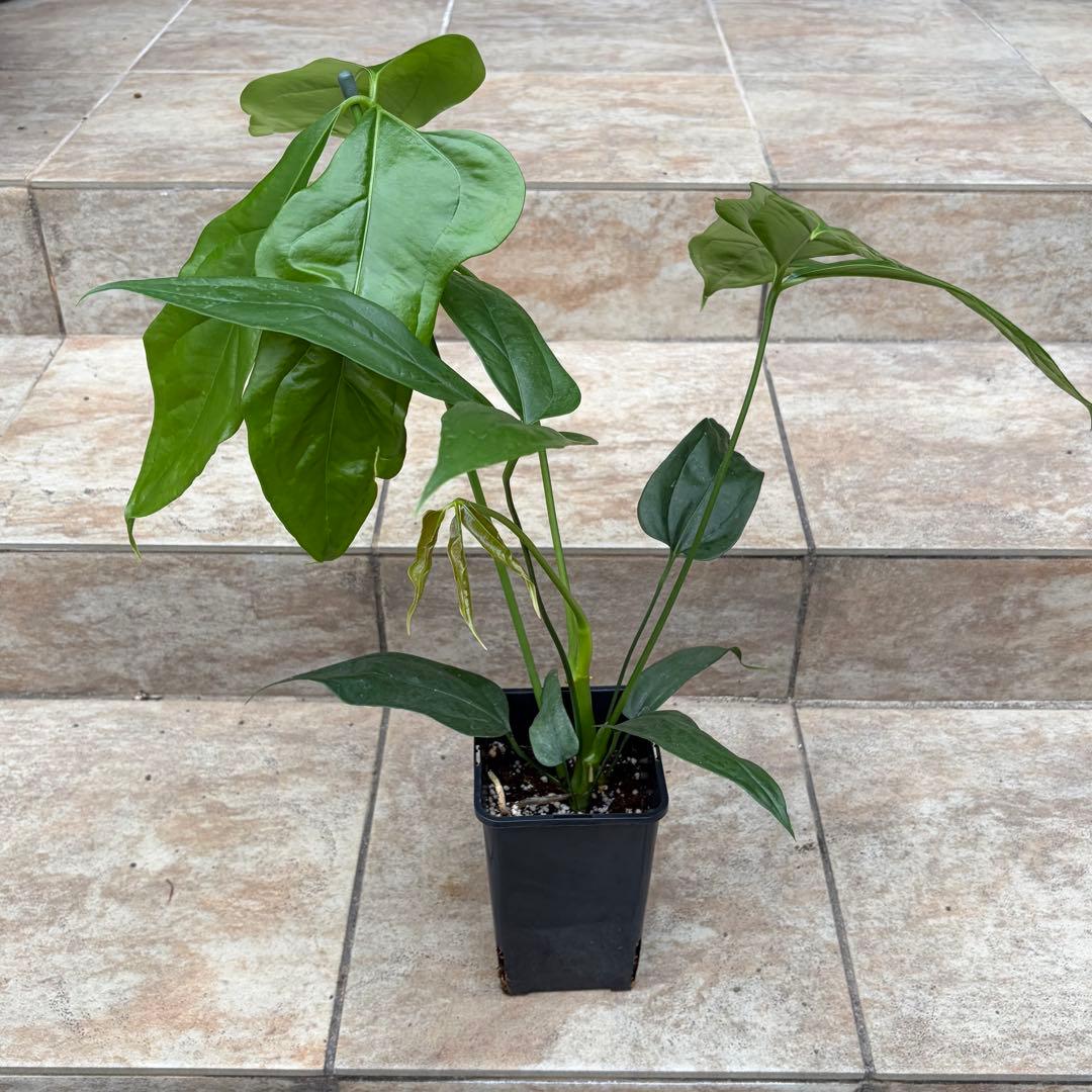 【セール】アンスリウム　カリブレイリー　約3.5号鉢　No.001　鉢、送料込