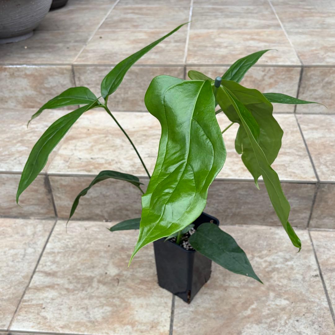 【セール】アンスリウム　カリブレイリー　約3.5号鉢　No.001　鉢、送料込