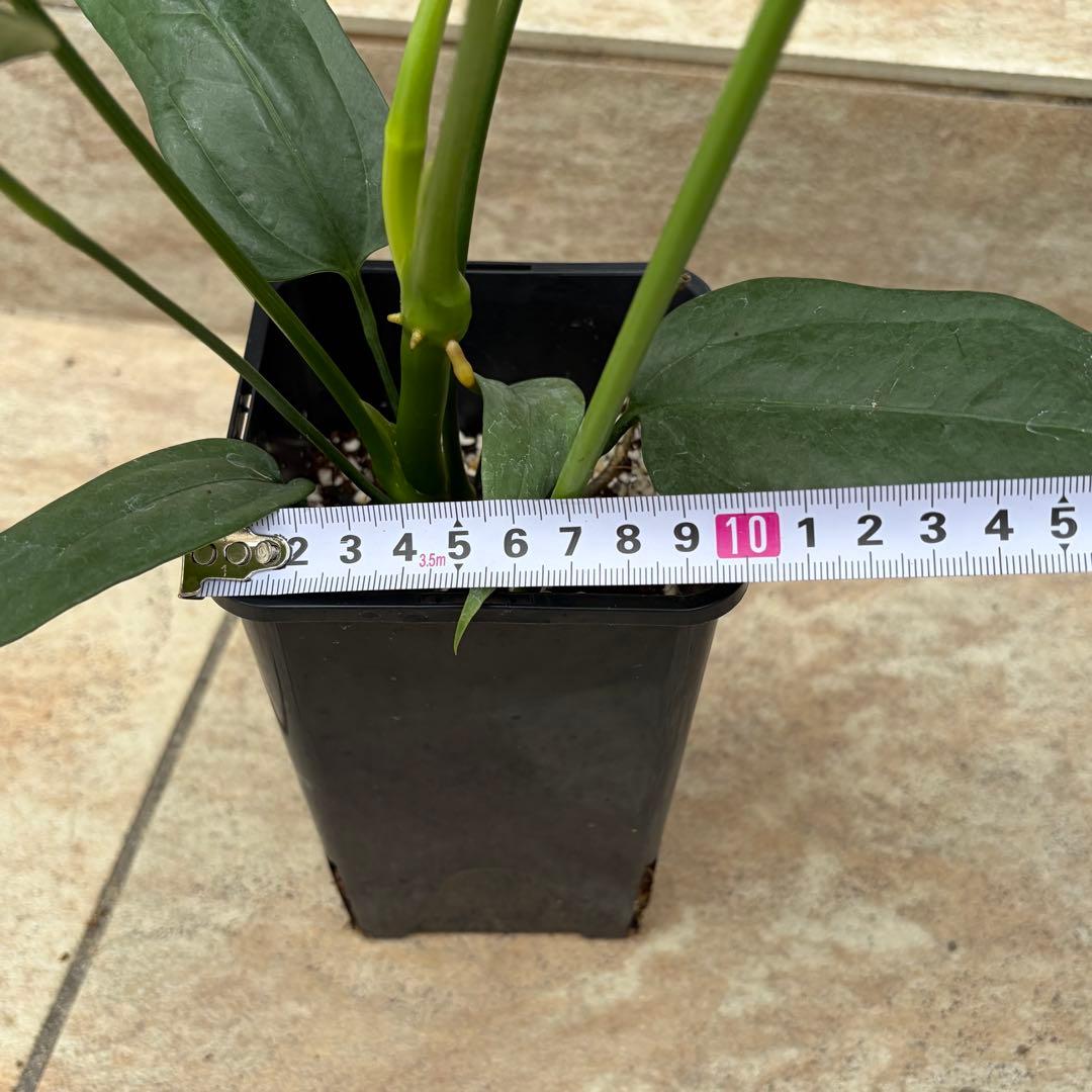 【セール】アンスリウム　カリブレイリー　約3.5号鉢　No.001　鉢、送料込