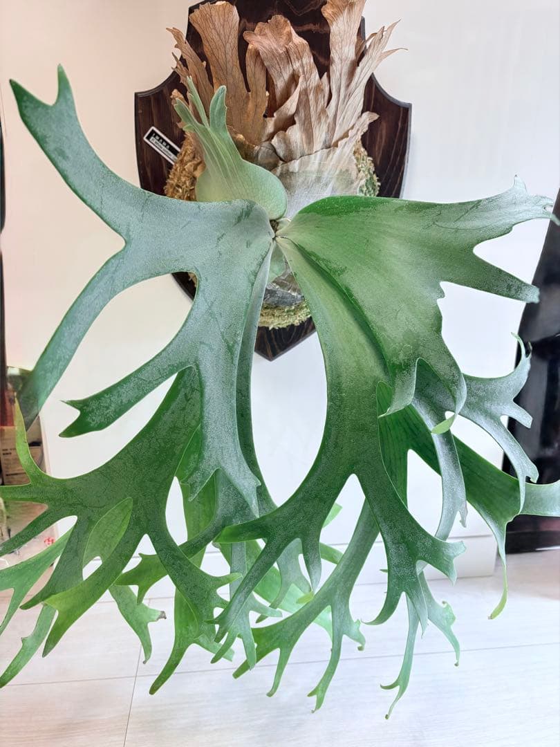 ビカクシダ willinckii White cotton pup