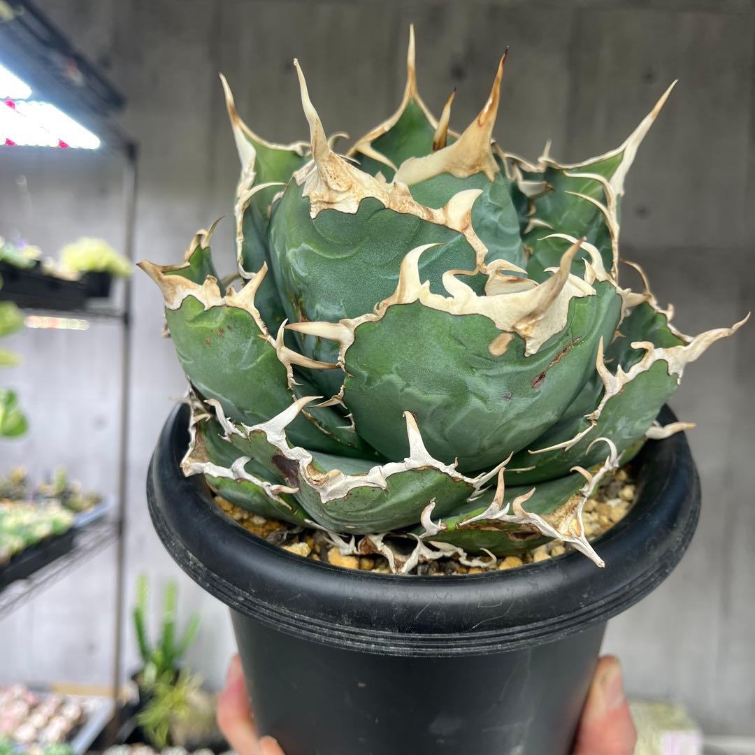 アガベ白鯨大株5号鉢サイズ抜き苗発送