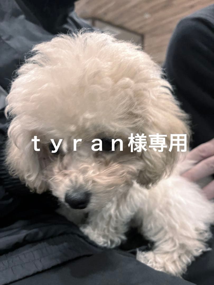 ｔｙｒａｎ　日大基礎学力テキスト