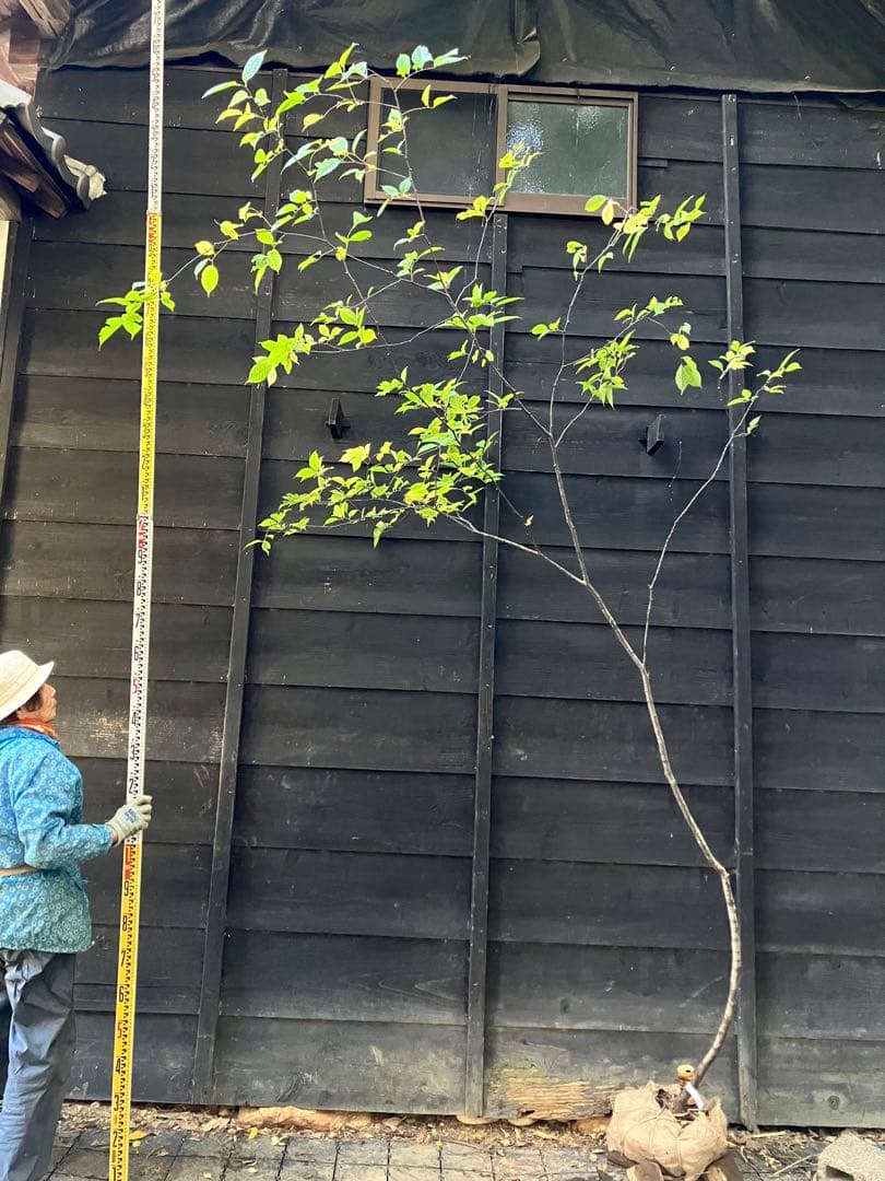 600 山採り　ウワミズザクラ
